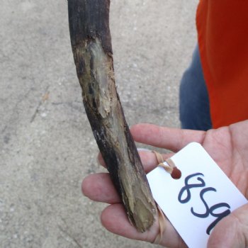Buy this B-Grade 24 inch authentic Nyala Horn for $22