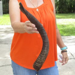 Buy this B-Grade 21 inch authentic Nyala Horn for $22