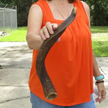 Buy this B-Grade 21 inch authentic Nyala Horn for $22