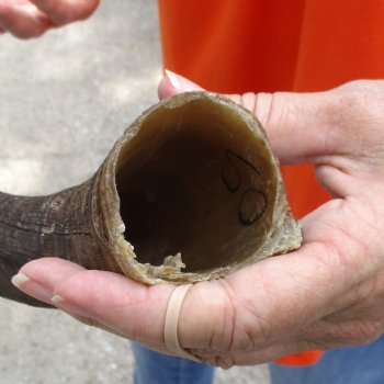 Buy this B-Grade 21 inch authentic Nyala Horn for $22