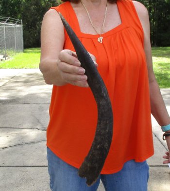 Buy this B-Grade 18 inch authentic Nyala Horn for $22