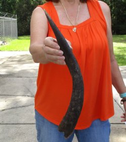 Buy this B-Grade 18 inch authentic Nyala Horn for $22