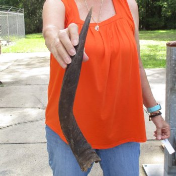 Buy this B-Grade 18 inch authentic Nyala Horn for $22