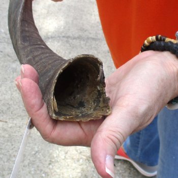 Buy this B-Grade 18 inch authentic Nyala Horn for $22