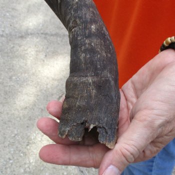 Buy this B-Grade 18 inch authentic Nyala Horn for $22