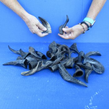 25 Indian Goat Horns, 4" to 6" - $50
