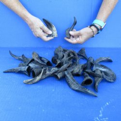 25 Indian Goat Horns, 4" to 6" - $50