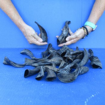 25 Indian Goat Horns, 4" to 6" - $50