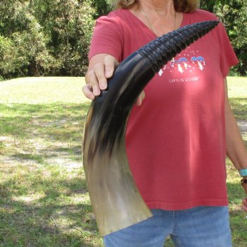 Genuine 25 inch Carved and Polished Spiral Cow Horn, Drinking horn - $22