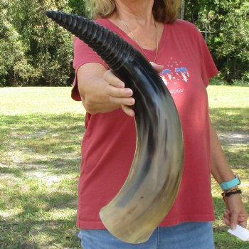 Genuine 25 inch Carved and Polished Spiral Cow Horn, Drinking horn - $22