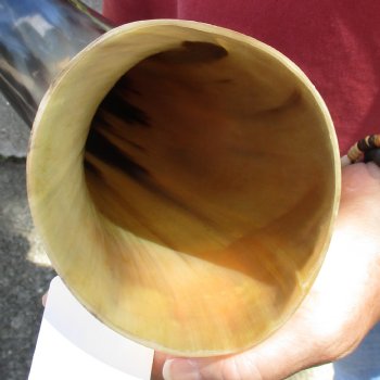Genuine 25 inch Carved and Polished Spiral Cow Horn, Drinking horn - $22