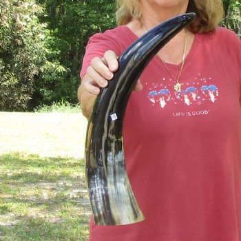 20 inch Polished Cow/Cattle horn for $20