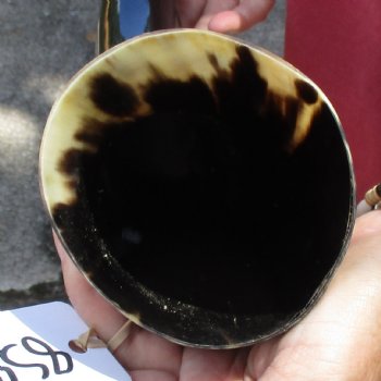 20 inch Polished Cow/Cattle horn for $20