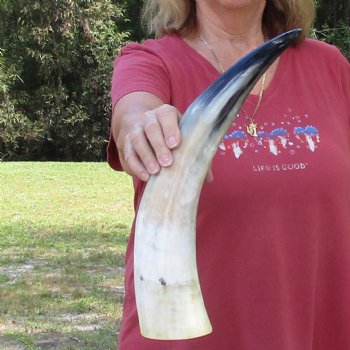 18 inch White Polished Cow/Cattle buffalo horn for $23