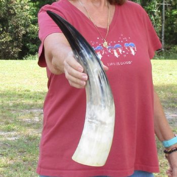 18 inch White Polished Cow/Cattle buffalo horn for $23