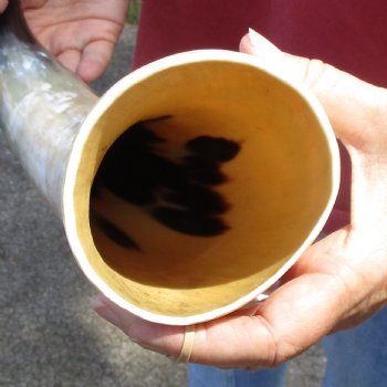 18 inch White Polished Cow/Cattle buffalo horn for $23