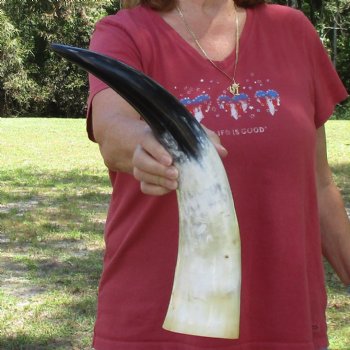 19 inch White Polished Cow/Cattle buffalo horn for $23