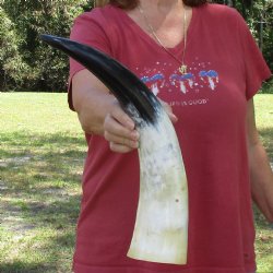 19 inch White Polis...