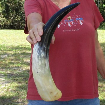 19 inch White Polished Cow/Cattle buffalo horn for $23