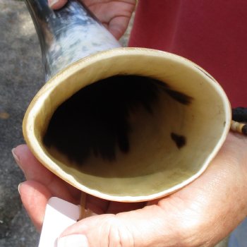 19 inch White Polished Cow/Cattle buffalo horn for $23