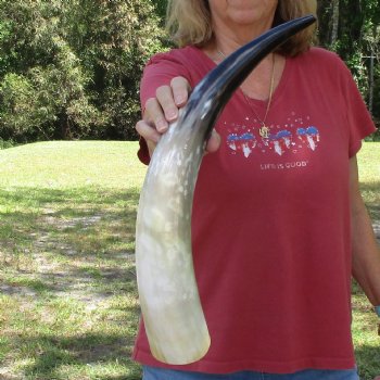 22 inch White Polished Cow/Cattle buffalo horn for $32