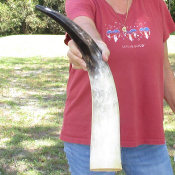 22 inch White Polished Cow/Cattle buffalo horn for $32