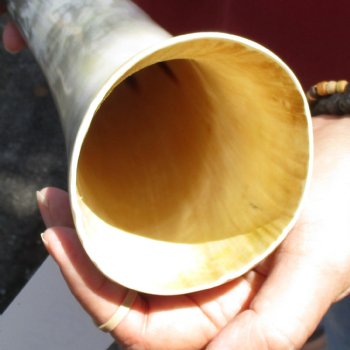 22 inch White Polished Cow/Cattle buffalo horn for $32