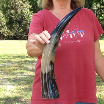 20 inch Polished Cow/Cattle horn for $20