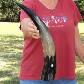 20 inch Polished Cow/Cattle horn for $20