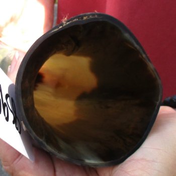 20 inch Polished Cow/Cattle horn for $20