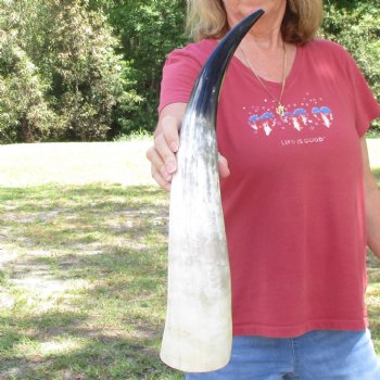 22 inch White Polished Cow/Cattle buffalo horn for $32