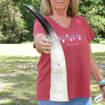 22 inch White Polished Cow/Cattle buffalo horn for $32