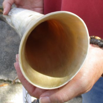 22 inch White Polished Cow/Cattle buffalo horn for $32