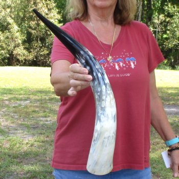 24 inch White Polished Cow/Cattle buffalo horn for $32