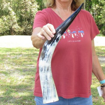 24 inch White Polished Cow/Cattle buffalo horn for $32
