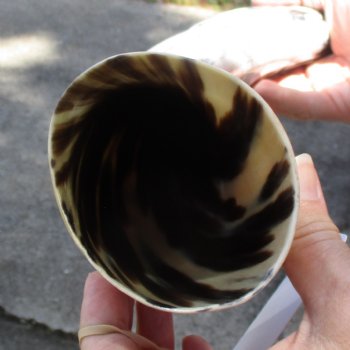 24 inch White Polished Cow/Cattle buffalo horn for $32