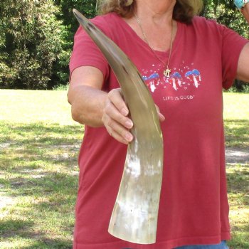 19 inch White Polished Cow/Cattle buffalo horn for $23