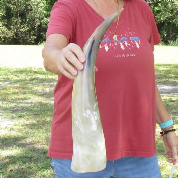 19 inch White Polished Cow/Cattle buffalo horn for $23