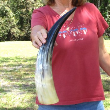 19 inch White Polished Cow/Cattle buffalo horn for $23