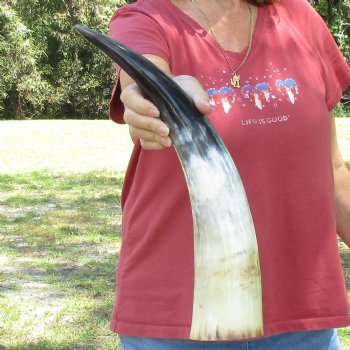 19 inch White Polished Cow/Cattle buffalo horn for $23