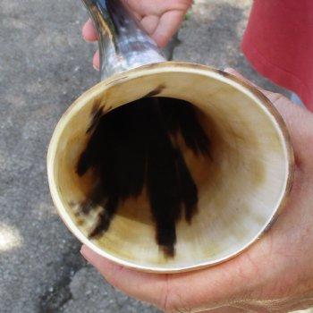 19 inch White Polished Cow/Cattle buffalo horn for $23