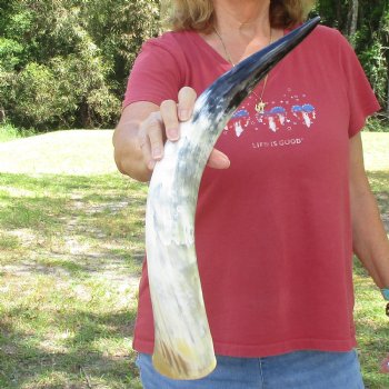 24 inch White Polished Cow/Cattle buffalo horn for $32