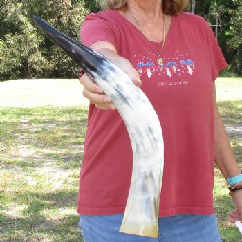 24 inch White Polished Cow/Cattle buffalo horn for $32