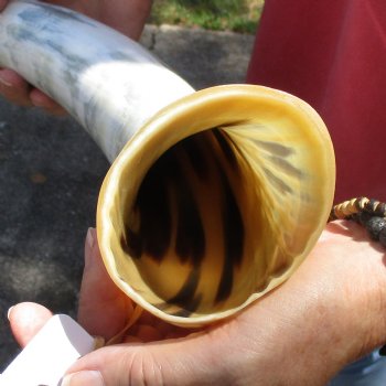 24 inch White Polished Cow/Cattle buffalo horn for $32
