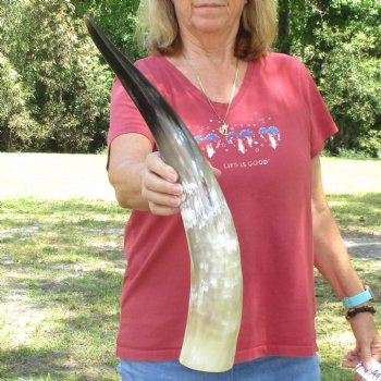 23 inch White Polished Cow/Cattle buffalo horn for $32