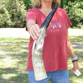 23 inch White Polished Cow/Cattle buffalo horn for $32