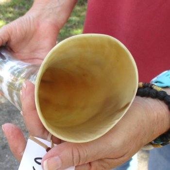 23 inch White Polished Cow/Cattle buffalo horn for $32