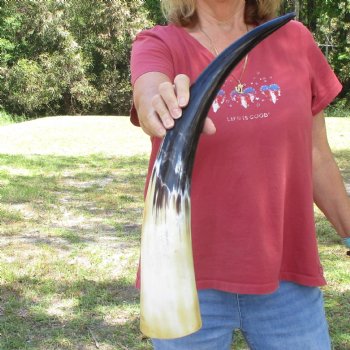 23 inch White Polished Cow/Cattle buffalo horn for $32