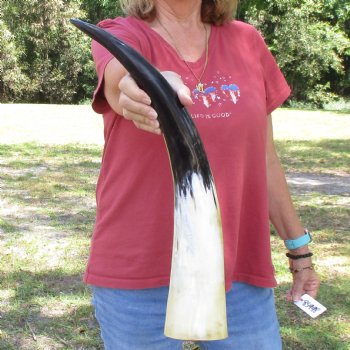 23 inch White Polished Cow/Cattle buffalo horn for $32