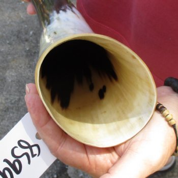 23 inch White Polished Cow/Cattle buffalo horn for $32